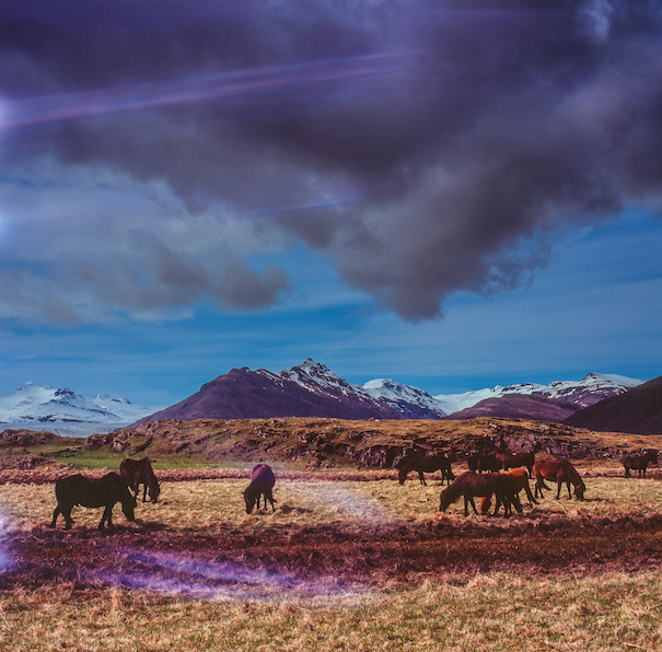 лошади пасутся в Исландии