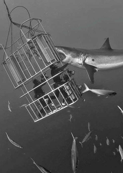 картинка с акулой, кусающей водолазов в клетке
